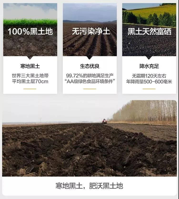 东吉智能鲜米机优选谷源种植基地